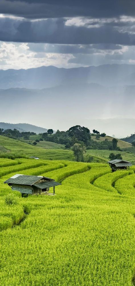 The Amazing Rice Cultivation of Chinese People in Natural way #China😍❤️ Rice Cultivation, Japan Village, Forest Resort, Valley Of Flowers, Philippines Culture, Rice Field, Chinese People, Wallpaper Earth, Beautiful Nature Wallpaper