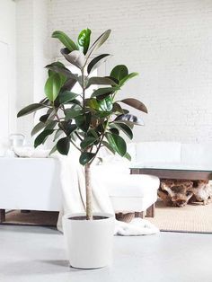 Tall Indoor Plants, Popular House Plants, Household Plants, Corn Plant, Indoor Trees, Ficus Elastica, Inside Plants, Plant Delivery, Rubber Plant