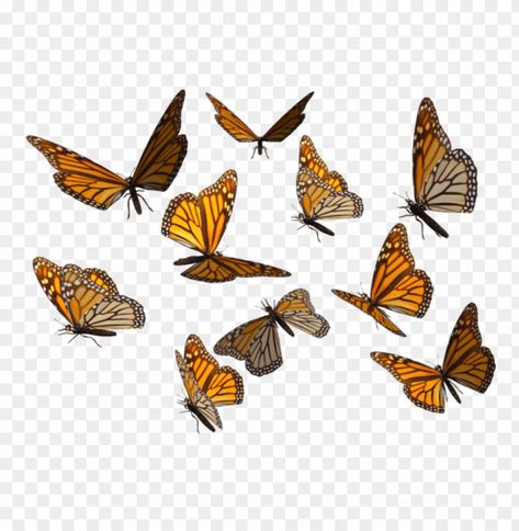 Monarch Butterfly Sticker, Png With Transparent Background, Scrapbook Transparent Png, Butterflies Png, All Png, Futurisme Retro, Butterfly Png, Png Images Free, Grunge Pictures