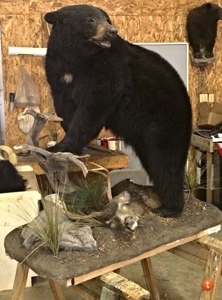 Timber Ridge Taxidermy - Wyoming Bear Mounts Taxidermy, Bear Taxidermy, Deer Skull Mount, Bear Mounts, Taxidermy Decor, Taxidermy Display, Hunting Stuff, Wet Specimen, Hunting Decor