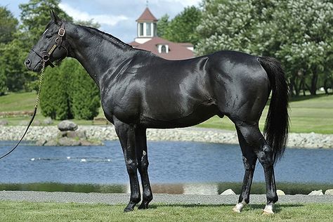 Black Thoroughbred, Throughbred Horses, Roping Horse, Pinto Horse, American Saddlebred, Thoroughbred Horse Racing, Black Stallion, Black Horses, Appaloosa Horses