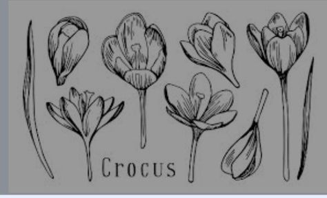 Crocus Flower Tattoo, Crocus Tattoo, Crocus Flower, Hand Drawn Vector, Free Vector Art, Flowers And Leaves, Photo Illustration, Powerpoint Presentation, Royalty Free Images