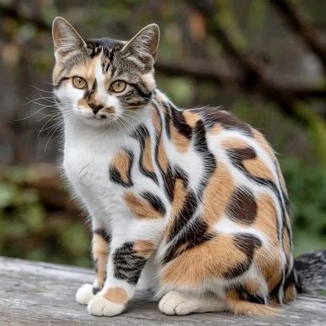 Gorgeous Cats, Cute Cats Photos, Airbrush Art, Pretty Animals, Unique Cats, Calico Cat, Funny Cute Cats, Cute Animal Pictures, Cute Kittens