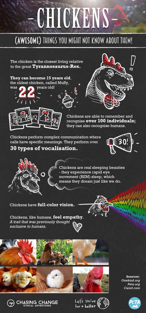 Do you know these surprising facts about chickens? Chickens are smart and complex beings that can think and feel things just like people. Please make the compassionate choice to go vegan <3. Facts About Chickens, Chicken Facts, Chicken Poster, Backyard Chicken Farming, Vegan Memes, Animal Activism, Raising Backyard Chickens, Why Vegan, Crazy Chicken Lady