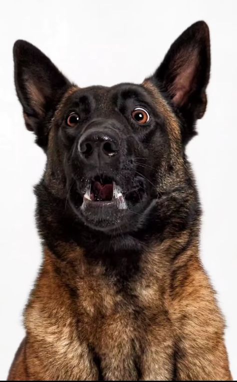 Malinois Funny, Belgian Sheepdog, Belgian Malinois Dog, Malinois Dog, Spirit Animals, Belgian Malinois, Spirit Animal, Funny Dogs, Cute Animals