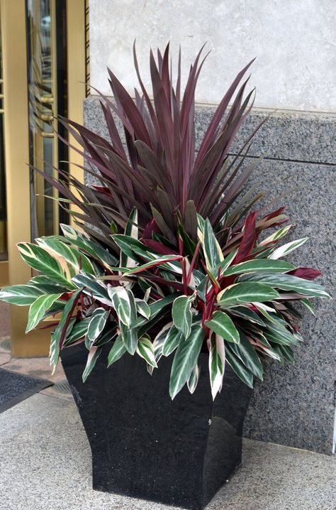 Container plantings don’t have to be limited to flowering plants.  Colorful foliage makes a striking statement in this container.  I love the #burgandy foliage of #New #Zealand #Flax Statement Plants In Pots Outdoors, Porch Plants Ideas, Burgundy Foliage, Container Garden Design, نباتات منزلية, Container Ideas, Container Gardening Flowers, Meteor Garden 2018, Garden Containers