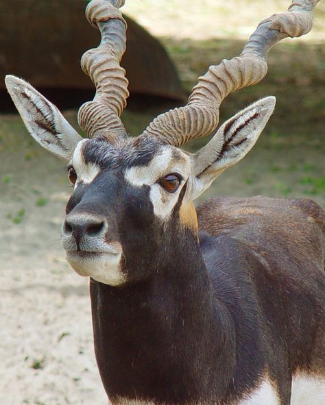 "The growth of understanding follows an ascending spiral rather than a straight line"  Joanna Field Buck Reference, Blackbuck Antelope, Antelope Animal, Animal Horns, Black Buck, African Antelope, Airbrush Painting, Sheep And Lamb, Air Brush Painting