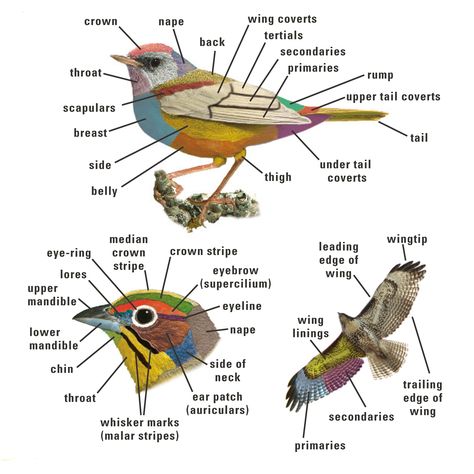 Bird Topography (Kenn Kaufman Field Guide to Birds of North America) Animal Body Parts, Bird Identification, Backyard Birds, Field Guide, Bird Photo, Back To Nature, Little Birds, Wild Birds, Bird Watching