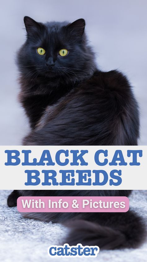 Whether it’s an Oriental or a gigantic Maine Coon, if you choose to give a black cat a forever home, you’ll get a loyal, loving, precious pet in return. Black Cat Breeds Long Hair, Types Of Black Cats, Black Fluffy Kitten, Black Cat With White Spots, Siberian Cat Black, Black Cat Long Hair, Long Haired Black Cat, Black Mainecoon Cat, Cat Markings