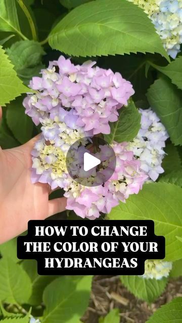 Blueacre Garden on Instagram: "How do you change the color of your hydrangeas? It’s not hard if you know what to use! Follow for more gardening tips and tricks from a Certified Master Gardener!" Propagating Limelight Hydrangea, How To Change The Color Of Hydrangeas, Why Hydrangeas Don't Bloom, When Do Hydrangeas Bloom, Hydrangea Color Change, What To Use, Master Gardener, You Changed, Hydrangea