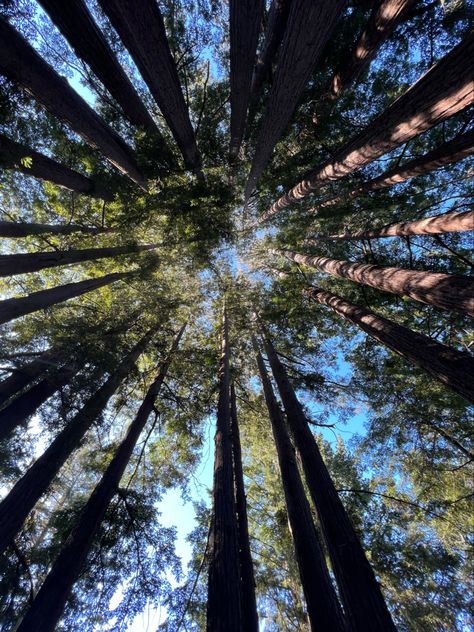 Image of redwood trees from below Red Wood Forest California, Red Wood Tree, Red Wood Forest, Red Woods, Pink Roller Skates, Scent Profiles, Hard Photo, Wood Trees, Wood Forest