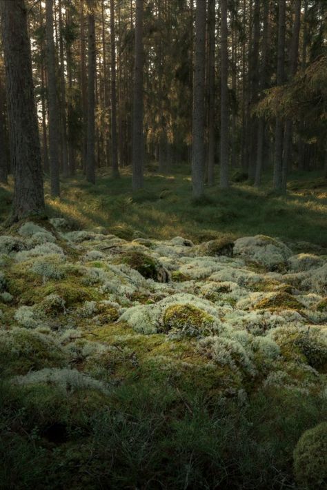 White moss mounds in the forest Moss In Forest, Coniferous Forest Aesthetic, Forest Product Photography, Moss Yard, Forest Moodboard, Moss Bed, Finland Forest, Moss Aesthetic, Nature Editorial