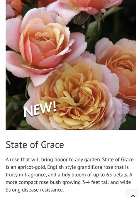 Rose Creek Abelia, State Of Grace Rose, Grace Rose Farm, Amazing Grace Ballet Rose, Rose Dapple Grey Horse, Greenovia Mountain Rose, State Of Grace, Rose Bush, English Style