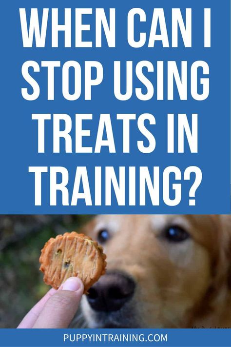 When Can I Stop Using Treats In Training? - Puppy In Training New Puppy Checklist, Best Treats For Dogs, Dog Training Treats, Dog Potty Training, Puppy Training Tips, Leash Training, Training Treats, Crate Training, Guide Dog