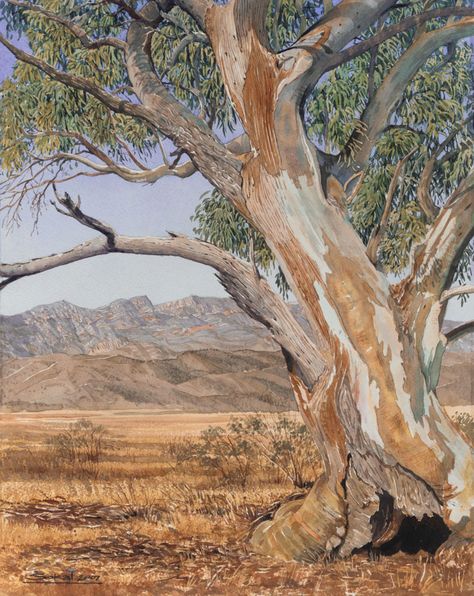 Old Gum Tree - Moish Sokal Gumtree Drawing, Gum Trees, Plants Art, Gum Tree, Tree Mural, Tree Images, Therapy Room, Australian Art