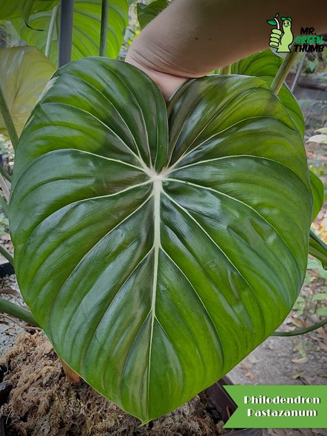 Philodendron Pastazanum, Philodendron Plowmanii, Flower Plants, Decoration Wedding, Rare Plants, Cool Plants, Green Thumb, Indoor Plants, Bottles Decoration