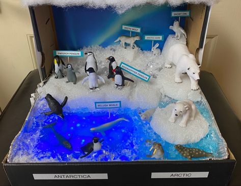 Polar Ecosystem Project, Artic Shoebox Project, Arctic Biome Project, Artic Biome Project, Arctic Habitat Project For Kids, Polar Habitat Project, Polar Bear Habitat Project, Artic Habitat Project For Kids, Polar Bear Habitat Project Kids