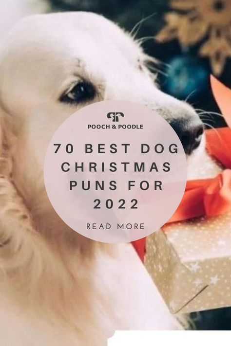 70 Best Dog Christmas Puns for 2022 Dog Holiday Quotes, Christmas Quotes Dogs, Dog Christmas Card Sayings, Christmas Dog Sayings, Funny Dog Christmas Pictures, Dog Christmas Puns, Dog Christmas Party, Christmas Puns Funny, Dog Christmas Quotes