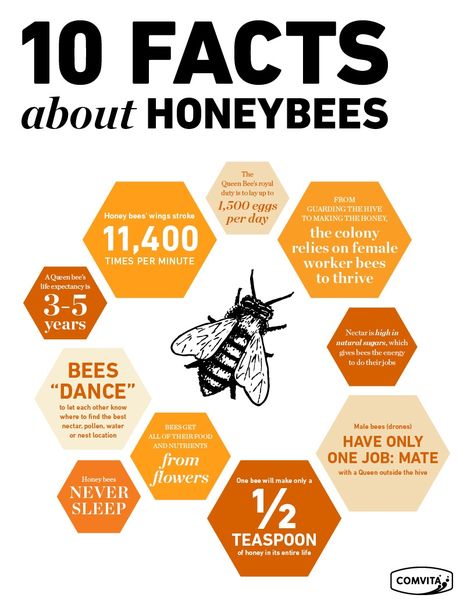 10 astounding facts about honeybees Honey Bee Apiary, Bees Facts, Facts About Honey Bees, Honey Bee Wallpaper, Types Of Honey Bees, Facts About Honey, Honey Facts, Honey Bee Facts, Bee Project