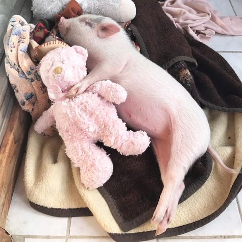 Baby Piglets, Micro Pigs, Teacup Pigs, Pig Pictures, Cute Piglets, Sleeping Animals, Mini Pigs, Cute Piggies