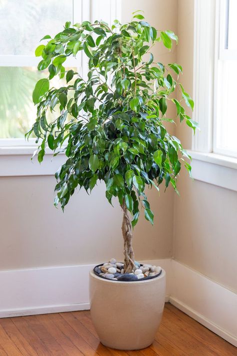 This Is How to Grow and Care for a Healthy Ficus Trees Ficus Plant, Ficus Benjamina, White