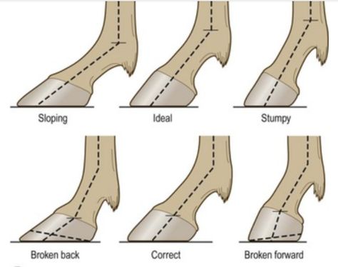 Horse Hooves, Equine Veterinary, Horse Information, Healthy Horses, Horse Facts, Horse Info, Hoof Care, Horse Riding Tips, Horse Anatomy