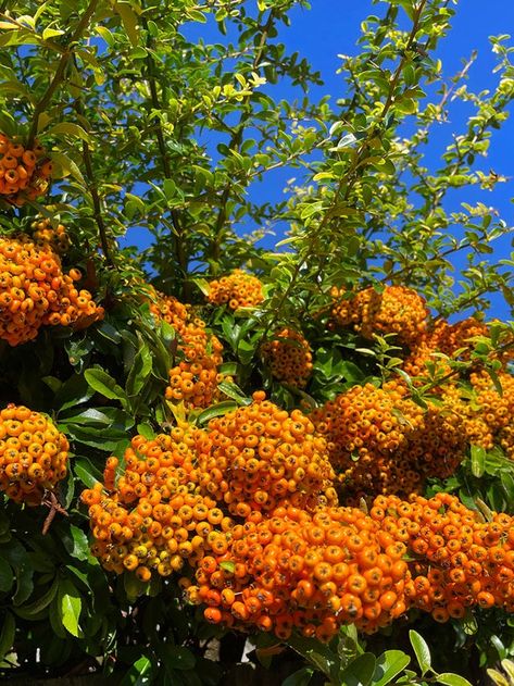 11 Shrubs That Can Handle the Heat of Full Sun - Bob Vila Full Sun Bushes Shrubs, Potentilla Shrub Landscape, Sun Sparkler Sedum, Potentilla Shrub, Hibiscus Shrub, Sunshine Lugustrium Bush, Common Lilac, Full Sun Shrubs, California Lilac