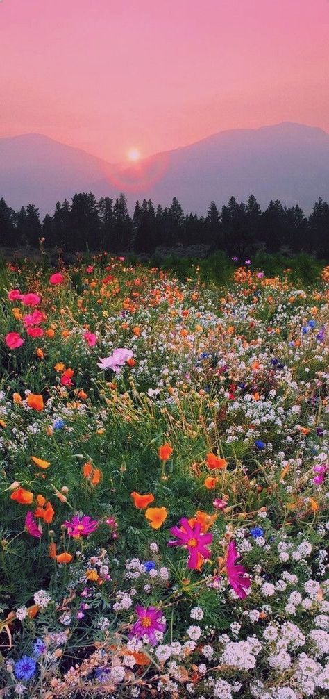 Field Of Wildflowers Photography, Girly Spring Wallpaper Iphone, Cottage Flower Garden Aesthetic, Wildflowers Aesthetic Wallpaper, Wildflower Phone Wallpaper, Flower Field Wallpaper Iphone, Wild Flower Field Aesthetic, Wildflower Wallpaper Iphone, Pink Earthy Aesthetic