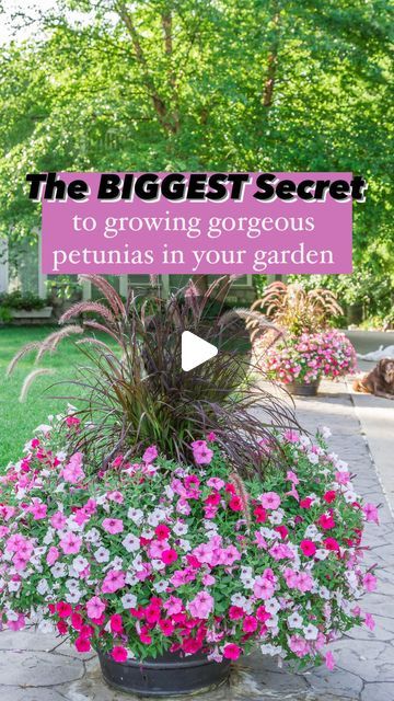 🌸 Mary Ann ~ Seasonal Home & Garden Tips. on Instagram: "The BIGGEST secret to growing gorgeous petunias in your garden is ⤵️
.
🌸 FERTILIZER!
.
🪴 Growing tips on petunias:
.
➡️ What to feed them, how to feed them, and how often to feed your petunias.
.
🚿 Gardening steps and advice on using water soluble fertilizer:
.
1️⃣ Fertilize Regularly:
.
🌸 Fertilize your flowers a minimum of once a week. 
.
🚿 Use the right water soluble plant food.
.
🌸 I love Proven Winners Premium Water Soluble Plant Food. 
.
🚿 Their fertilizer is a bit different because it has iron in it which keeps the leaves of your plants green and prevents them from turning yellow.
.
2️⃣ The right amount of fertilizer:
.
🌸 Use 1 tablespoon of fertilizer per gallon of water. Mix throughly.
.
3️⃣ Top dress your container Growing Petunias, Petunia Planter, Proven Winners Plants, Petunia Flower, Miracle Grow, Grow Gorgeous, Planting Pot, Plant Pests, Full Sun Plants