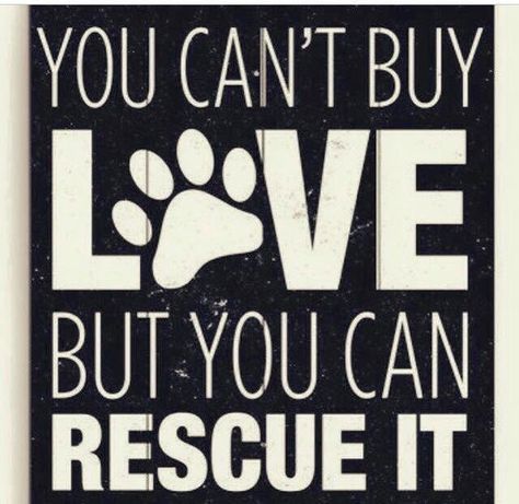 Please don't shop - adopt! Pet Wall Art, Love Wall Art, Baby Must Haves, Love Wall, Memes Humor, Dog Signs, Basset Hound, Animal Quotes, Dog Quotes