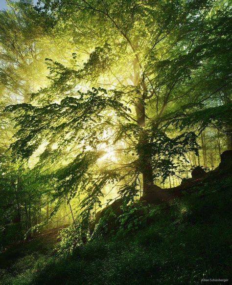 Beech with sunburst inside the crown Kilian Schoenberger Photography Green Forest Aesthetic, Forest Aesthetic, By Kilian, Green Forest, Nature Garden, Tree Forest, Cool Landscapes, In The Forest, Belleza Natural