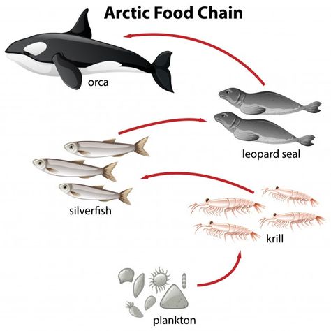 Diagram of arctic food chain from planto... | Free Vector #Freepik #freevector #food #nature #cartoon #sea Food Chain Diagram, Ocean Food Web, Preschool Photos, Restaurant Social Media, Aquatic Ecosystem, Primary Science, Instagram Banner, Persuasive Essays, Food Web