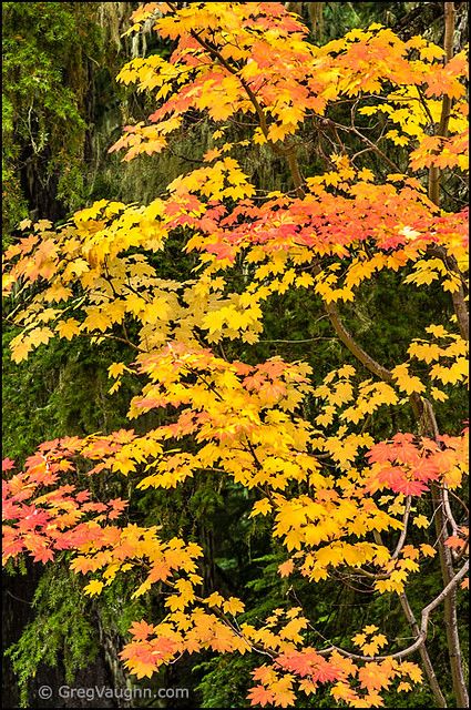 Vine Maple in Autumn | Vine maple tree with fall color; Giff… | Flickr Cascade Mountains Washington, Vine Maple, Gifford Pinchot National Forest, Conifer Forest, Tall Shrubs, Japanese Maples, Beautiful Trees, Zone 5, Photography Flowers