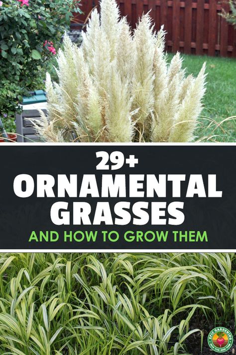 Grasses Borders Ideas, Zone 3 Ornamental Grasses, Best Grasses For Landscaping, Landscaping Grasses Perennials, Pool Grass Landscaping, What To Plant With Ornamental Grasses, Full Sun Tall Plants, Evergreen Grasses Landscaping, Small Grasses Landscaping