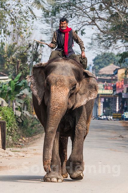 Chitwan Nepal, Chitwan National Park, Elephant Photography, Elephant Ride, Mt Everest, Landlocked Country, India Photography, Best Photo Background, Nepal Travel