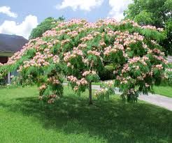 Mimosa Tree | Moss Landscaping Fast Growing Pine Trees, Moss Landscaping, Florida Flowers, Mimosa Tree, Albizia Julibrissin, Landscaping Trees, Outside Plants, Landscape Services, White Gardens