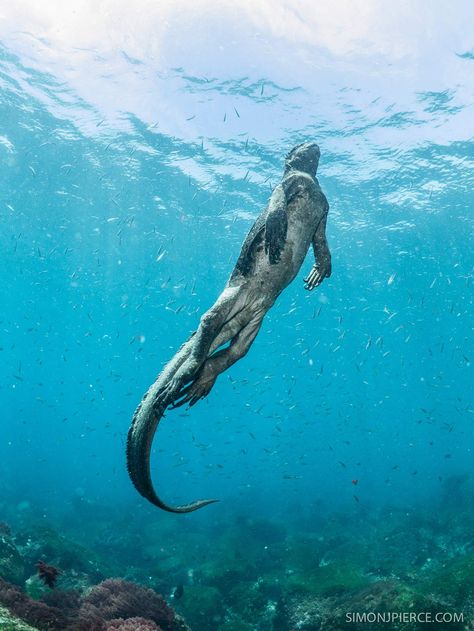 Marine iguana. LOOK AT THIS LIZARD. IT IS A REAL LIZARD. Click through for many more amazing pics of marine iguanas. They have salt spouts on their faces. I can't even. Marine Iguana, Cute Reptiles, Galapagos Islands, Crocodiles, Reptiles And Amphibians, Ocean Creatures, Sea World, In The Ocean, Amphibians