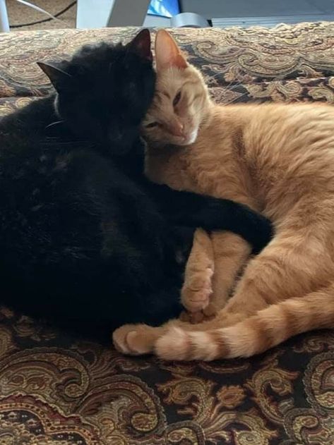 Black And Orange Cats In Love, Black Cat X Golden Retriever Dynamic, Black Cat Orange Cat Dynamic, Two Cats Aesthetic, Black And Orange Cat Matching Pfp, Black Cat Gf And Golden Bf, Cat Dynamic, Black And Orange Cat, Romantic Cats