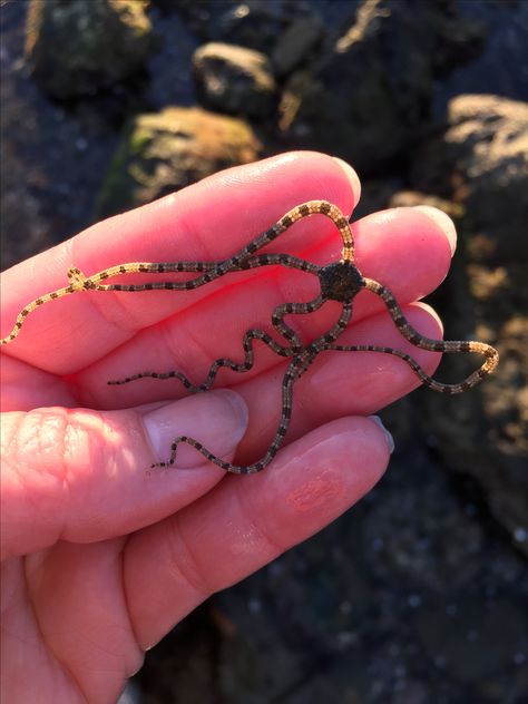 Brittle Star Tattoo, Brittle Starfish, Brittle Star, Cnidaria, Salt Marsh, Sea Slug, Sea Star, Star Tattoos, Marine Animals