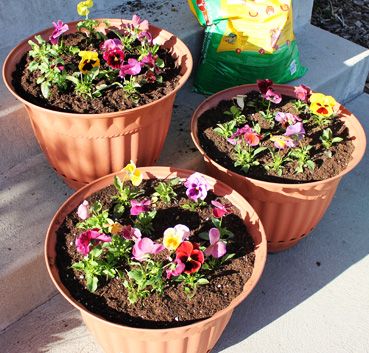 Planting Flower Pots 101 - a great intro for beginners, and great refresher for flower pros! :-) Making Plant Pots, Types Of Roses, Gardening 101, Gardening For Beginners, Garden Spaces, Lawn And Garden, Types Of Flowers, Container Plants, Dream Garden