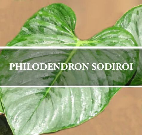 Philodendron Sodiroi: Rare Silvery Plant - Gardening Brain Philodendron Sodiroi, Air Layering, Room Humidifier, Philodendron Plant, Water Spray, Emergency Medical, Hanging Baskets, Plant Care, Low Maintenance