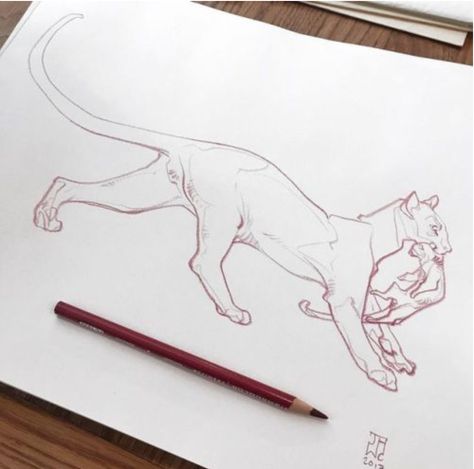 Jaw Cooper, Art Twitter, Big Cats Art, Animal Anatomy, Mythical Creatures Art, Warrior Cat, Animal Sketches, Creature Concept Art, Art Appreciation