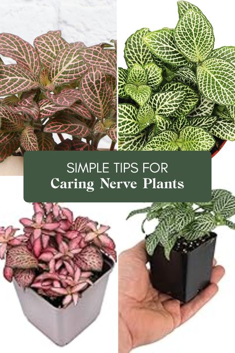 Are you excited to bring a touch of green into your home? Nerve plants, also known as Fittonia albivenis, are charming little houseplants with bright, alluring leaves that can liven up any indoor space! Caring for these beauties is easier than you might think. They thrive in indirect light and love a bit of humidity, making them perfect for kitchens or bathrooms. With their compact growth and stunning colorful veining patterns, they also make excellent gifts. Discover how to keep your Fittonia flourishing and stylish all year round! Fittonia Albivenis, Fittonia Plant, Nerve Plant, Green Veins, Dog Home Decor, Plant Diseases, Neem Oil, Liquid Fertilizer, Potting Soil