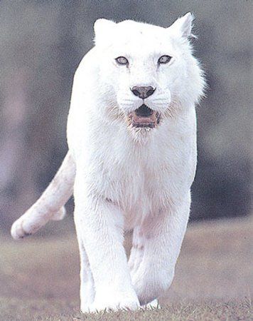 The Ghost White Tiger  The Ghost white tiger is rarest of all tigers. It’s stripes are nearly invisible and are so faint that they can only be seen in correct lighting. Rare Albino Animals, Regnul Animal, Albino Animals, Rare Animals, Majestic Animals, Cheetahs, White Tiger, Large Cats, Exotic Pets