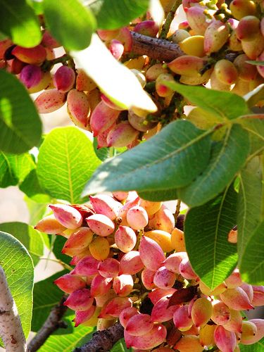 This is my Greece | Fresh pistachio nuts growing on bushes on Aegina island, Saronic islands Aegina Greece, Pistachio Tree, Attica Greece, Exotic Fruit, Nature Garden, Seed Pods, Tree Leaves, Greek Island, The Fruit