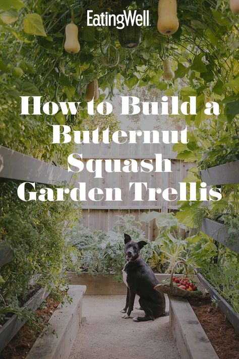 How do you cram an abundant, sprawling garden into only 500 square feet? For Kyle and Morgan Hagerty, the couple behind the urban farmstead East Sac Farms in Sacramento, California, the solution was to grow up—and they created this squash trellis to do just that. Here's how to grow vegetables in a vertical garden. #howtocook #howtocookhealthy #healthycooking #healthytips #recipe #eatingwell #healthy Butternut Squash Trellis, Outdoor Squash Court, Butternut Squash Growing, Butternut Squash Garden, Trellis Butternut Squash, Verticle Garden Squash, Grow Squash Vertically, When To Pick Butternut Squash From Garden, Pumpkin Trellis