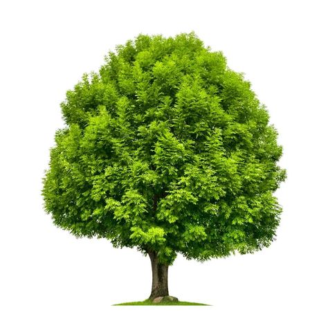 White Ash Tree, Black Oak Tree, Black Cherry Tree, Red Oak Tree, Hickory Tree, Types Of Trees, White Oak Tree, Larch Tree, Red Maple Tree