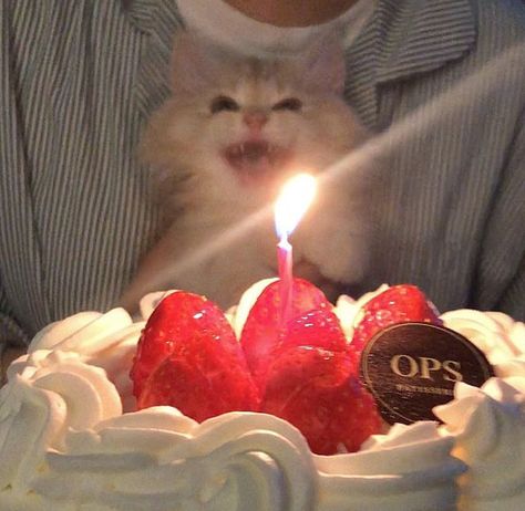 Cat With Birthday Hat, Birthday Cat Meme, Silly Happy Birthday, Birthday Kitty, Cat Celebrating, Cake Happy Birthday, Happy Birthday Cat, Birthday Cat, Pink Puppy