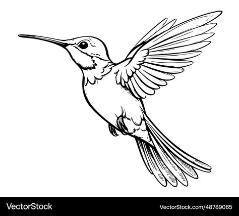 Hummingbird Vector Illustration, Humming Bird Pictures Beautiful, Hummingbird Sketch Simple, Hummingbirds Drawing, Hummingbird Vector, Hummingbird Sketch, Bird Drawing For Kids, Hummingbird Drawing, Line Drawing Tattoos