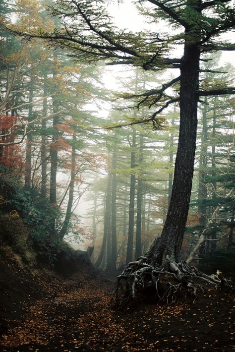 Aokigahara Forest, Monte Fuji, Haunted Forest, Strange History, Most Haunted, Haunted Places, Tree Forest, Into The Woods, Pics Art